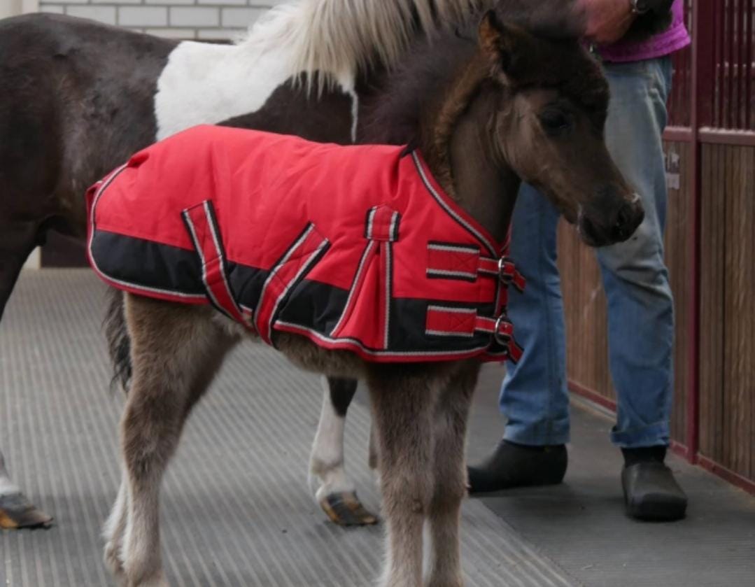 Foal rug